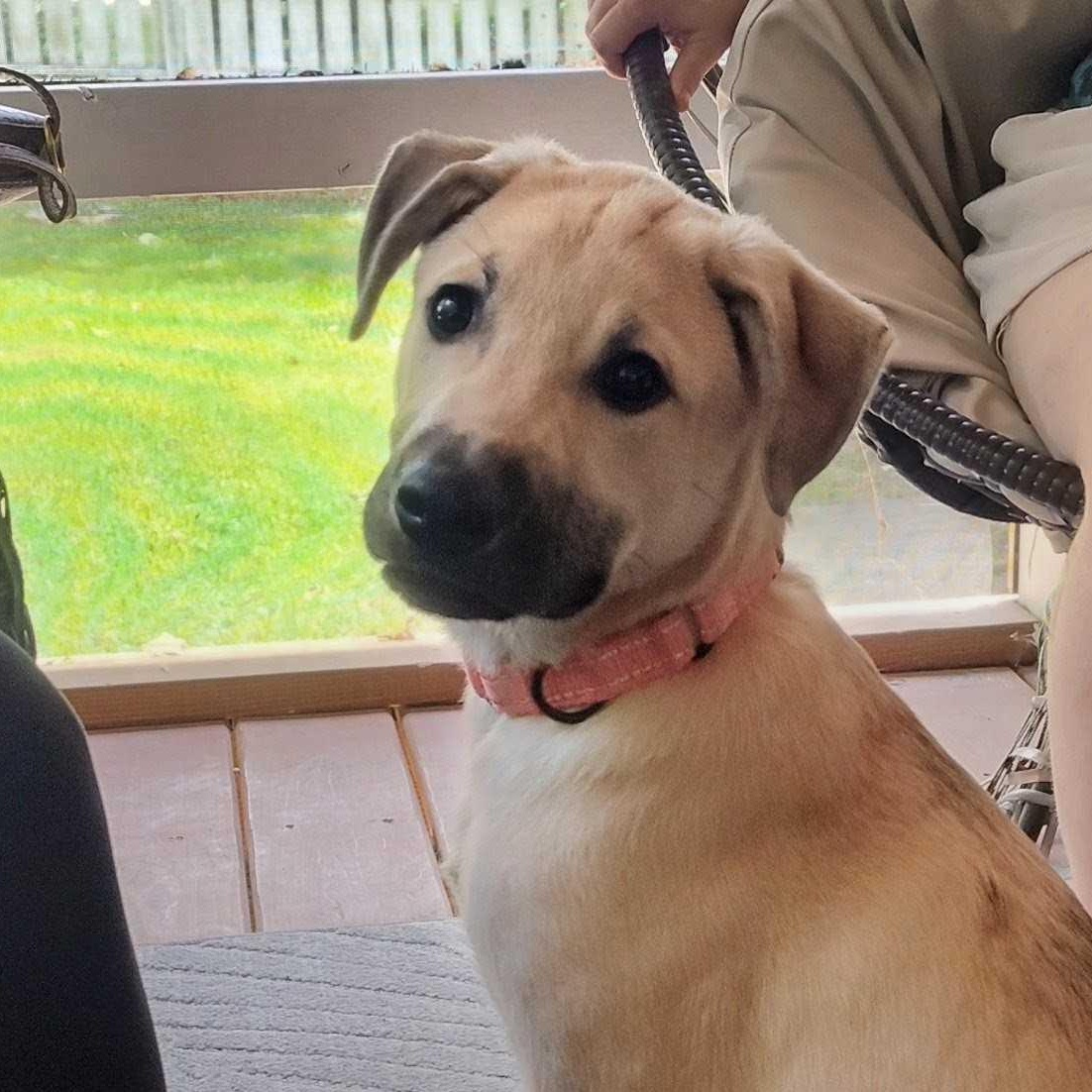 Enlarge BOBA, a Adopted mixed breed in Fuquay Varina, NC image 4/6
