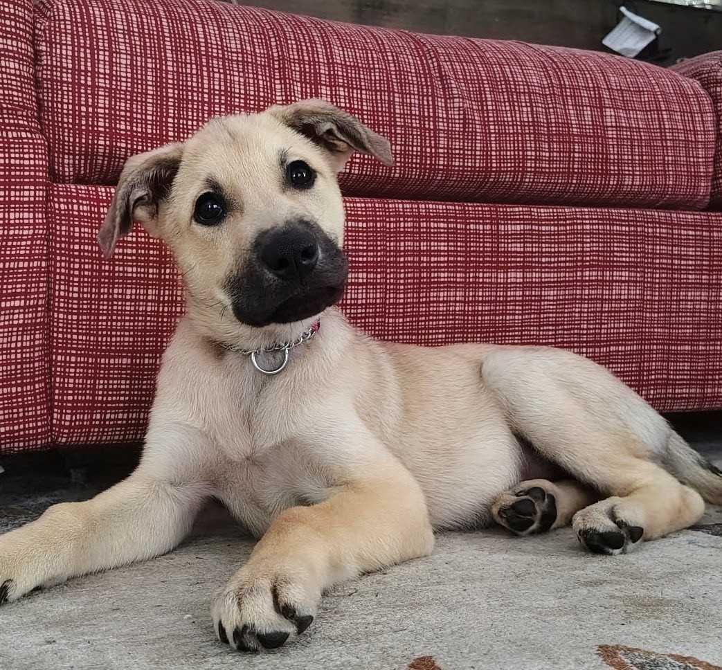 BOBA, ADOPTABLE, Puppy Male Great Pyrenees.