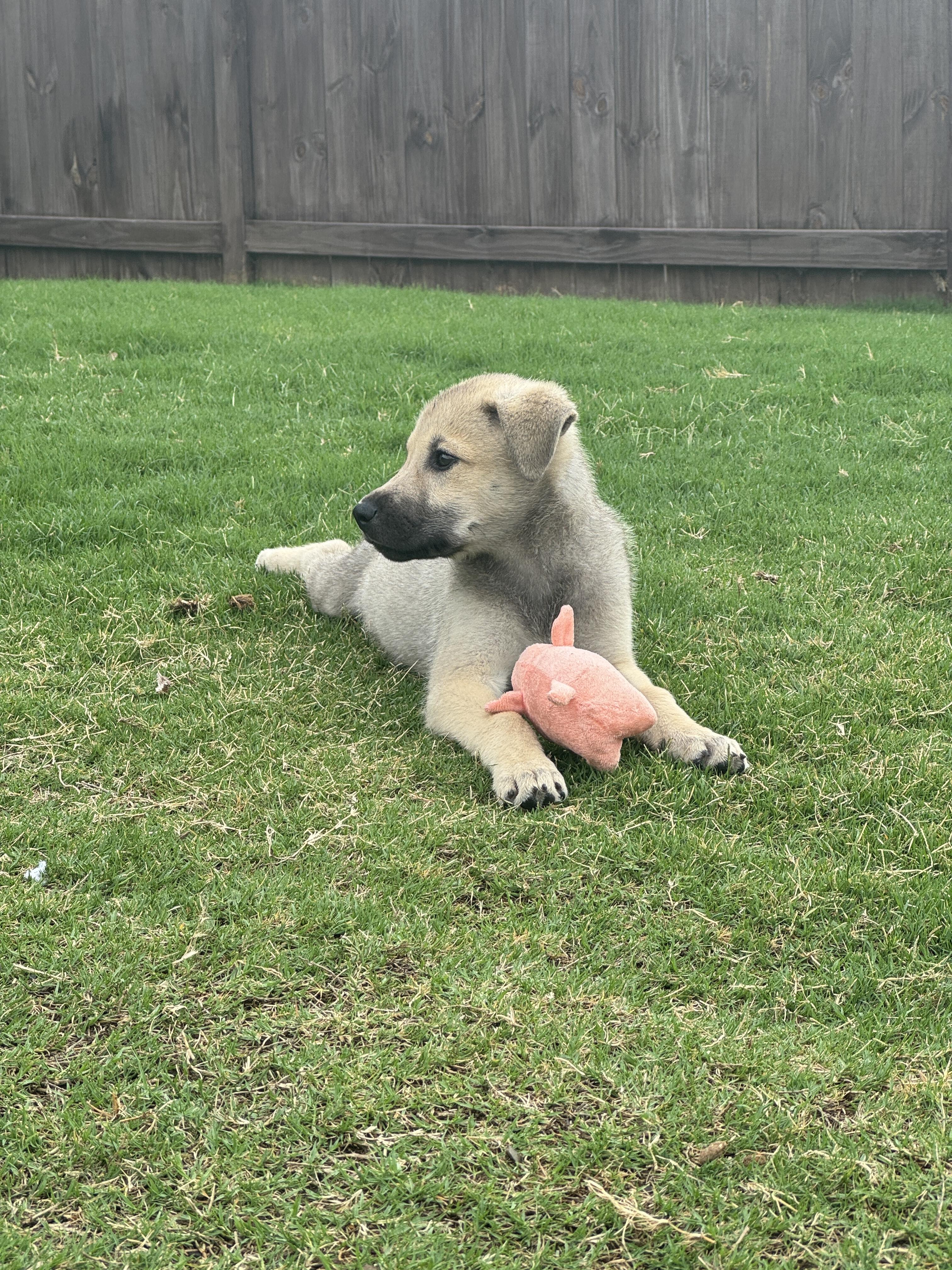 Enlarge BOBA, a ADOPTABLE mixed breed in Fuquay Varina, NC image 3/6