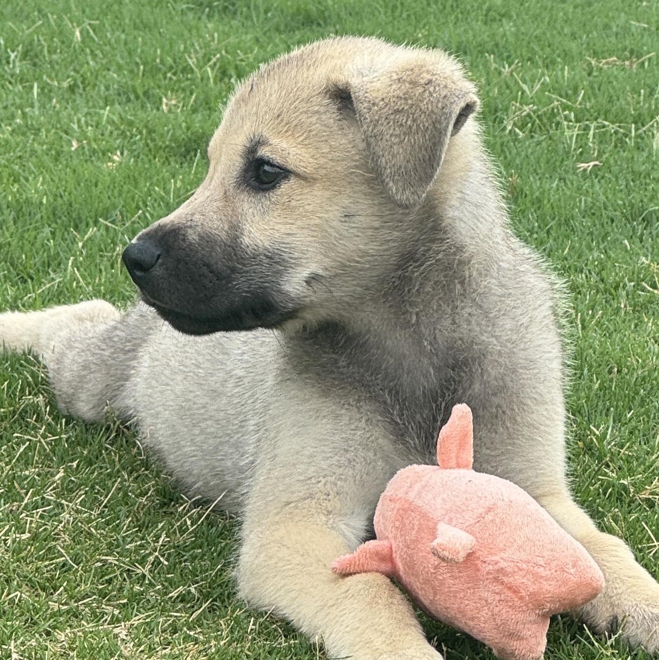 Enlarge BOBA, a Adopted mixed breed in Fuquay Varina, NC image 6/6