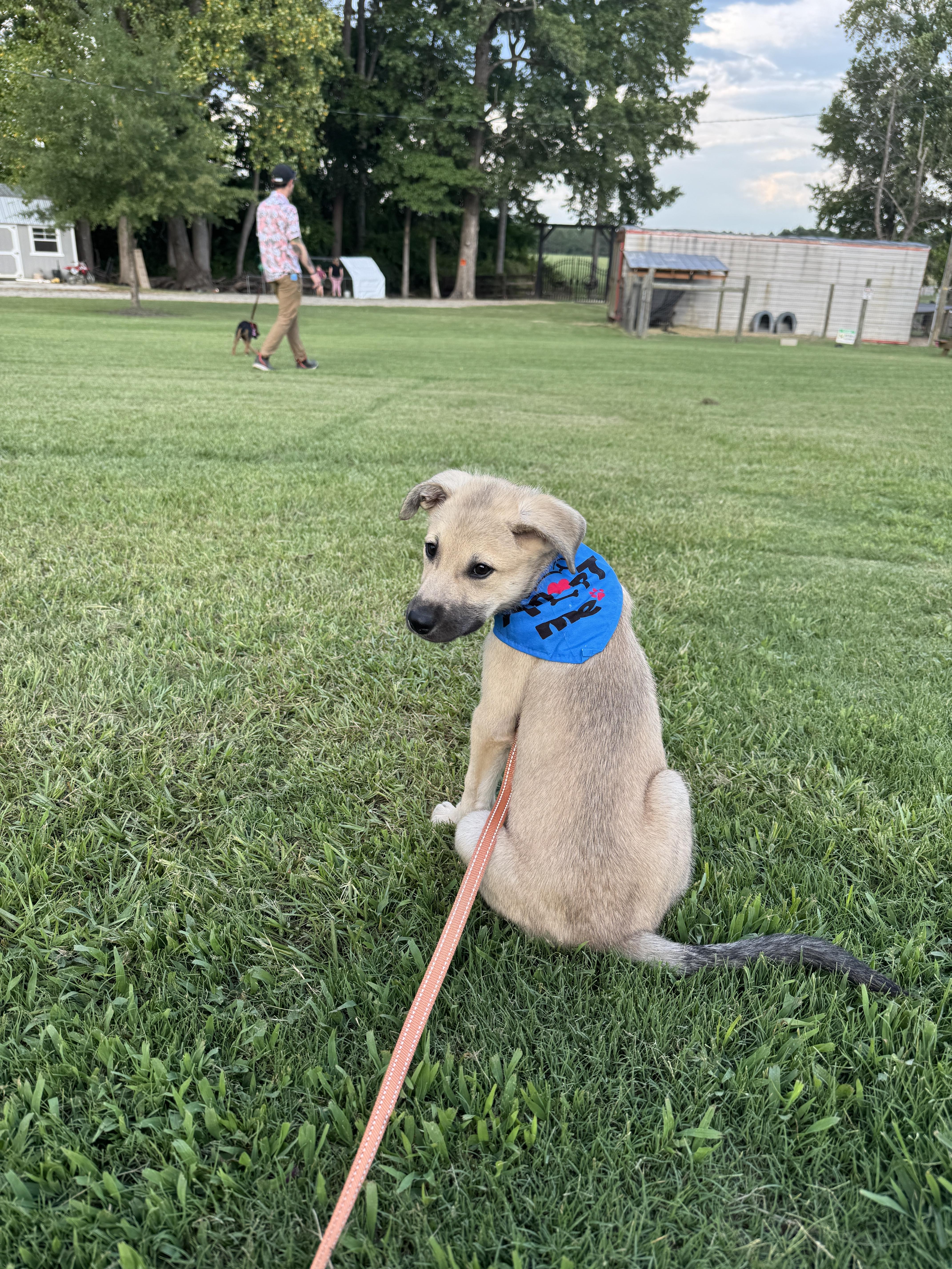 Enlarge BOBA, a ADOPTABLE mixed breed in Fuquay Varina, NC image 5/6