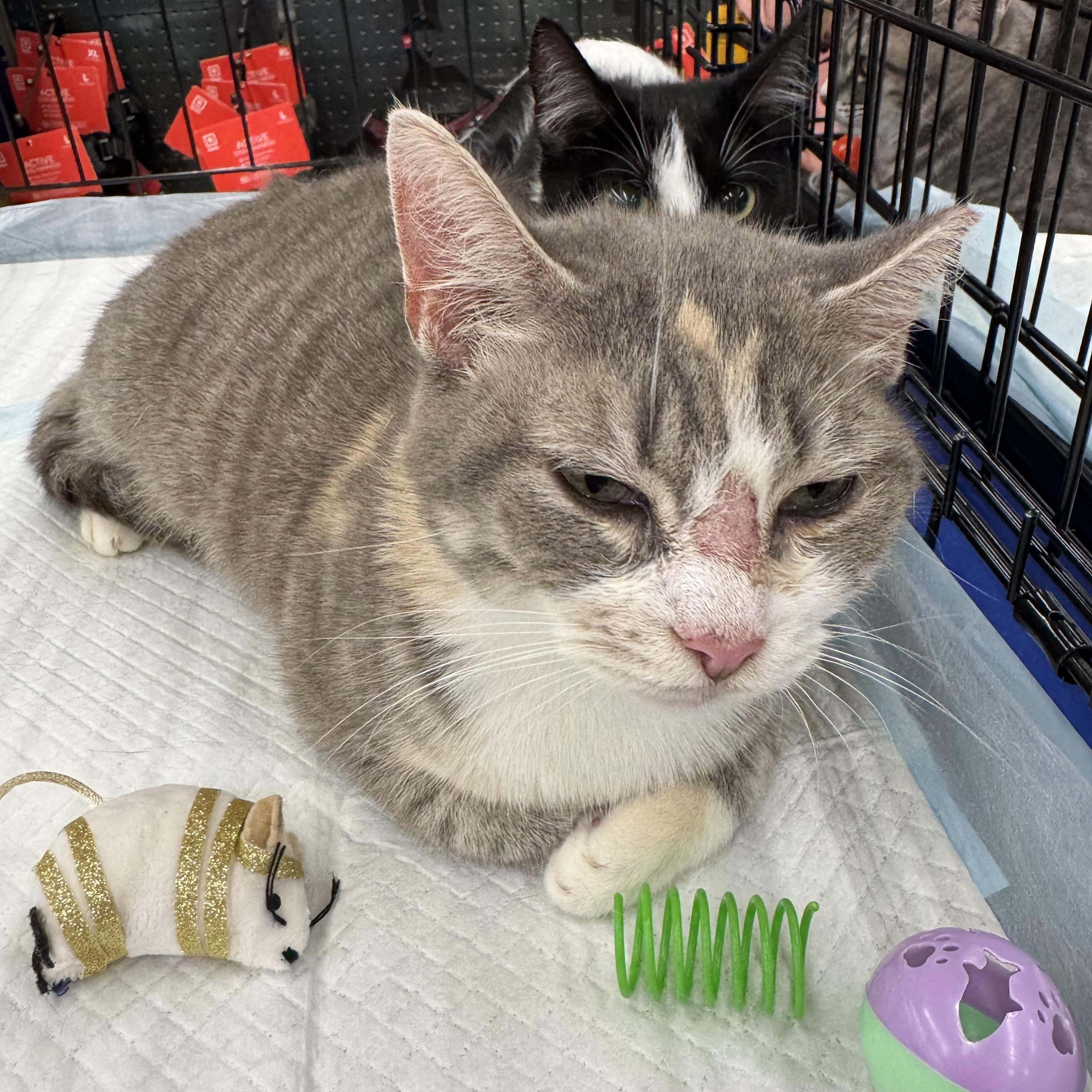 Isabella, ADOPTABLE, Adult Female Domestic Short Hair.
