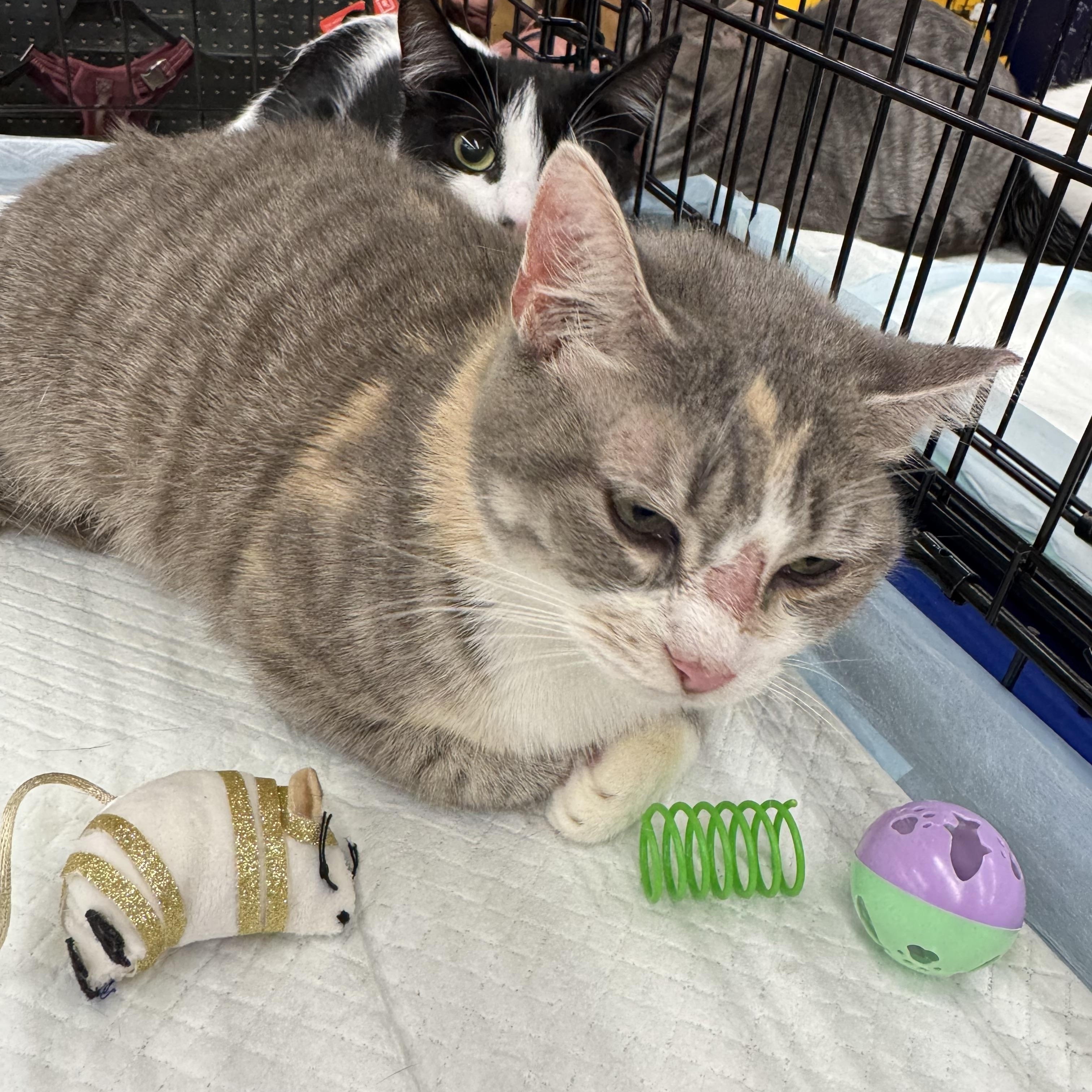 Enlarge Isabella, a ADOPTABLE Domestic Short Hair in Easley, SC image 2/2
