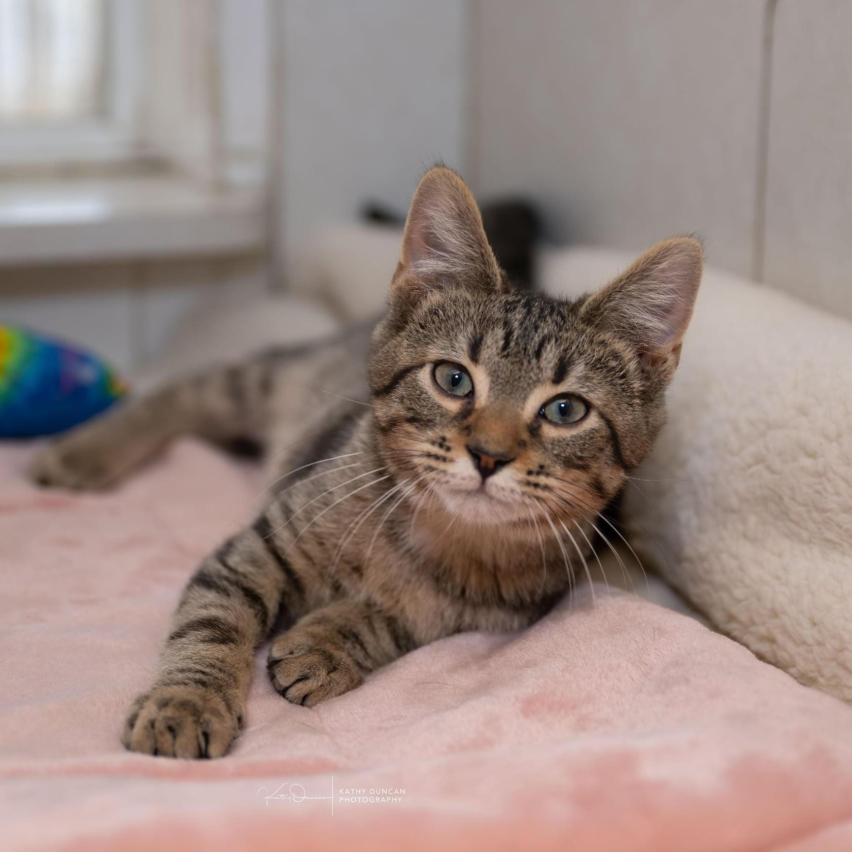 Ravioli, adopted, Kitten Male Domestic Short Hair.