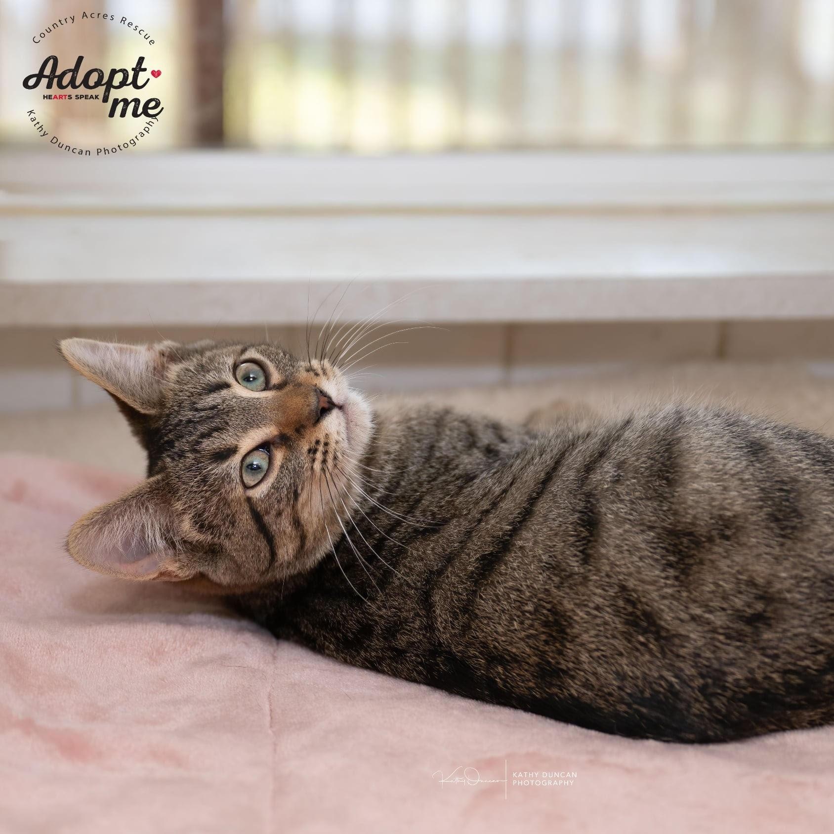 Ravioli, an adopted Domestic Short Hair in Manchester, MO image 2/4