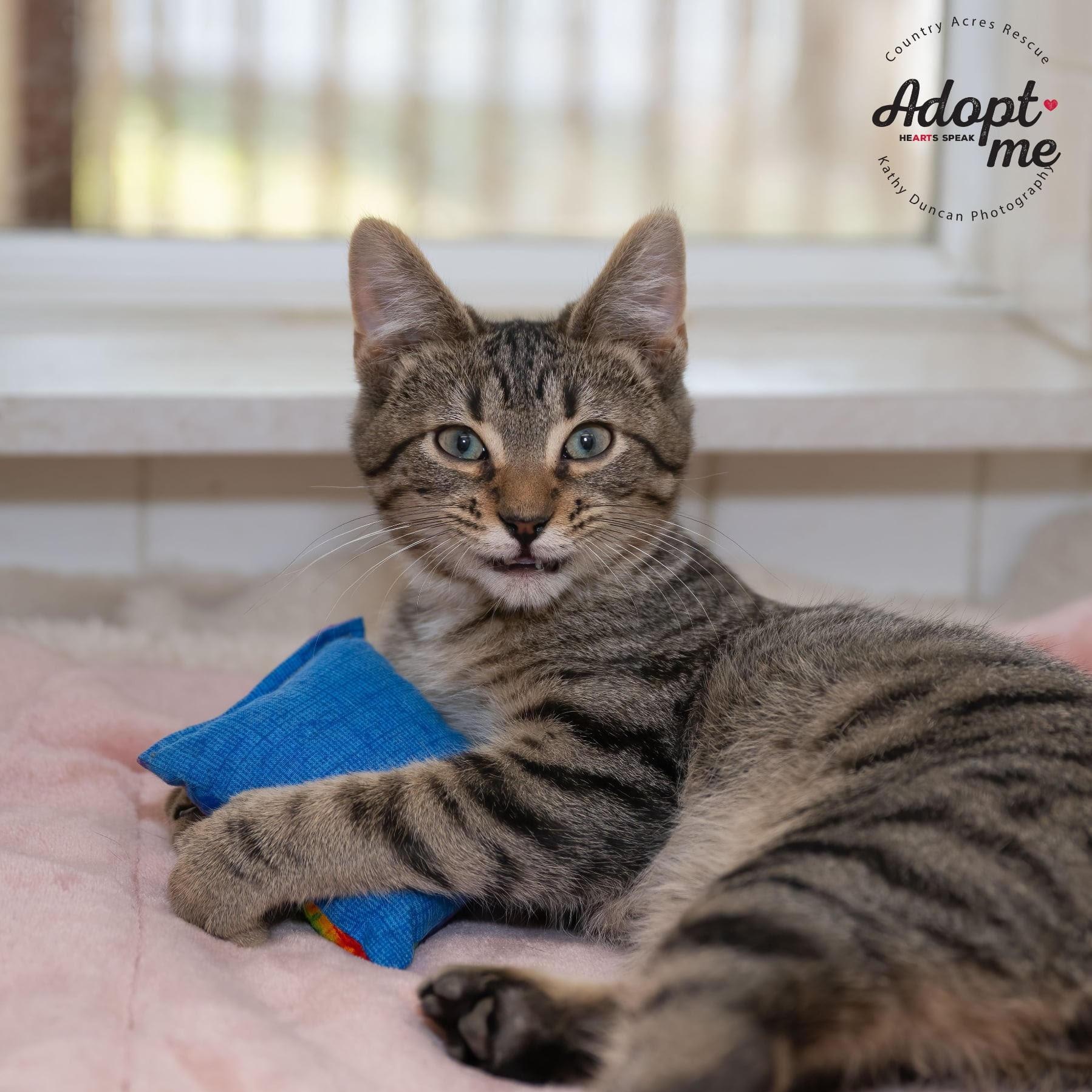 Ravioli, an adopted Domestic Short Hair in Manchester, MO image 3/4