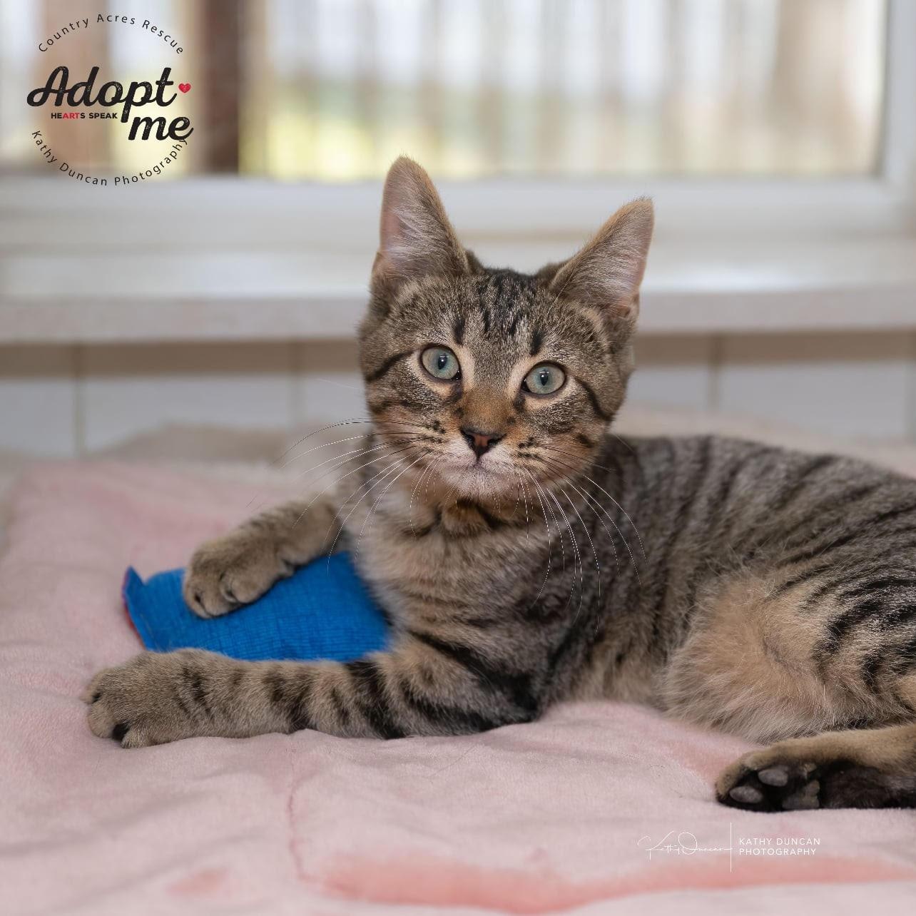 Ravioli, an adopted Domestic Short Hair in Manchester, MO image 4/4