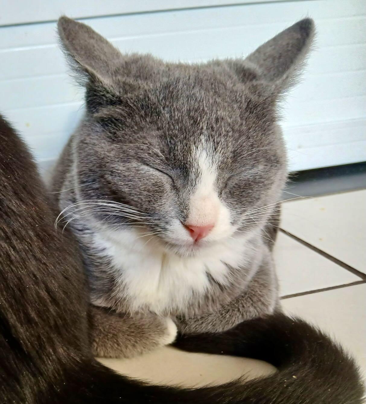 Harley & Quinn, an adopted mixed breed in Portland, OR image 6/6