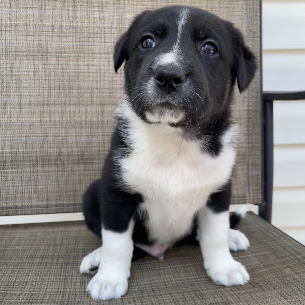 Enlarge Ilia, a Adoptable mixed breed in Jarrettsville, MD image 1/6