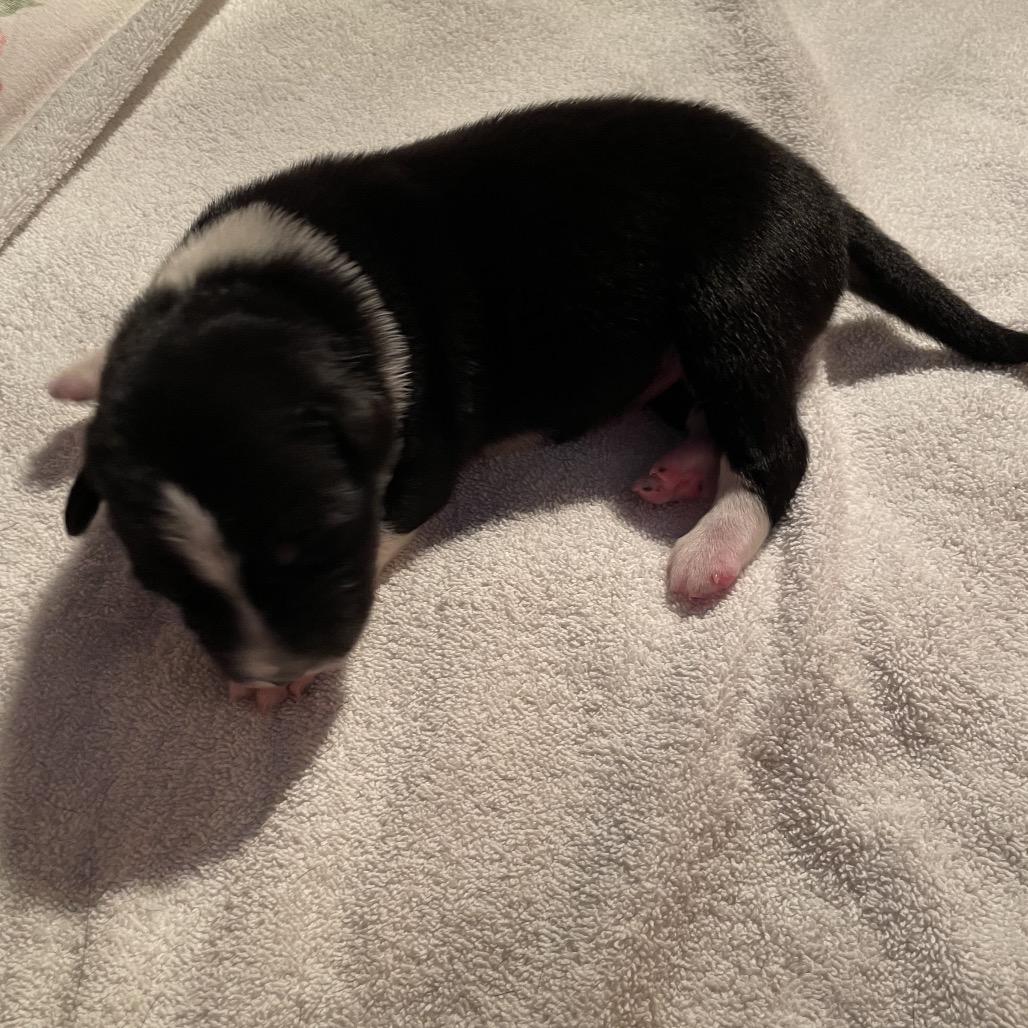 Enlarge Ilia, a Adoptable mixed breed in Jarrettsville, MD image 2/6