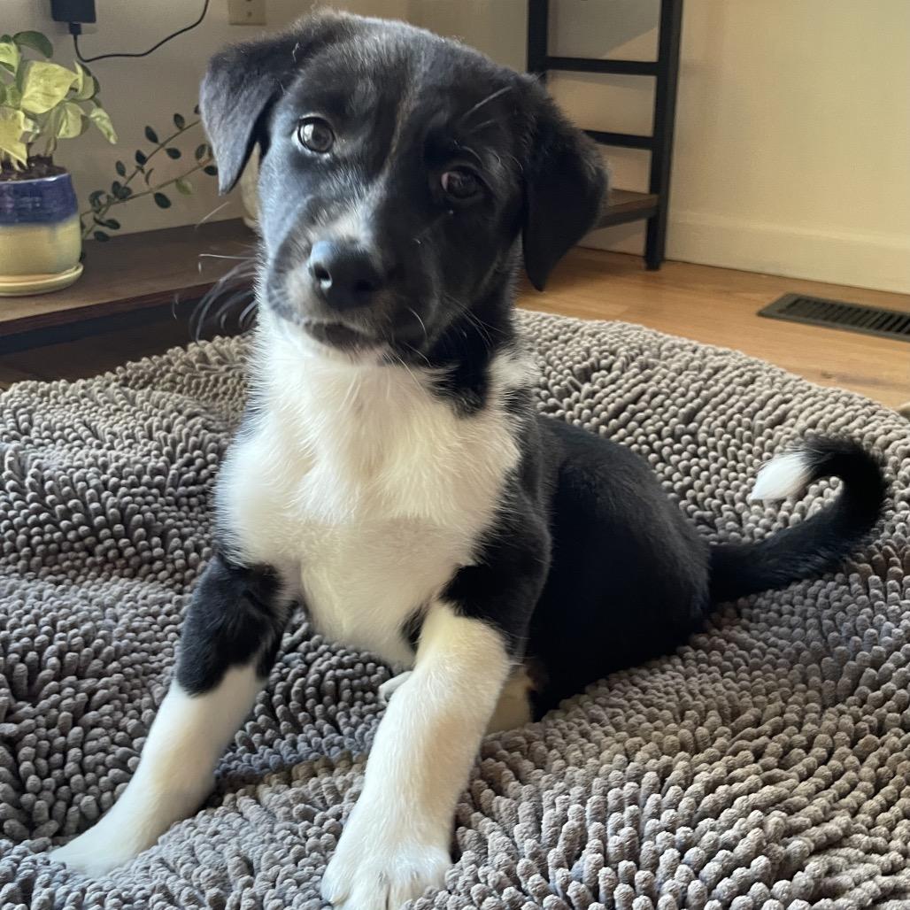 Enlarge Ilia, a Adoptable mixed breed in Jarrettsville, MD image 3/6