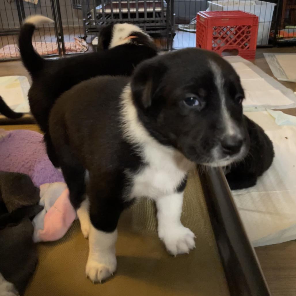 Enlarge Ilia, a Adoptable mixed breed in Jarrettsville, MD image 4/6