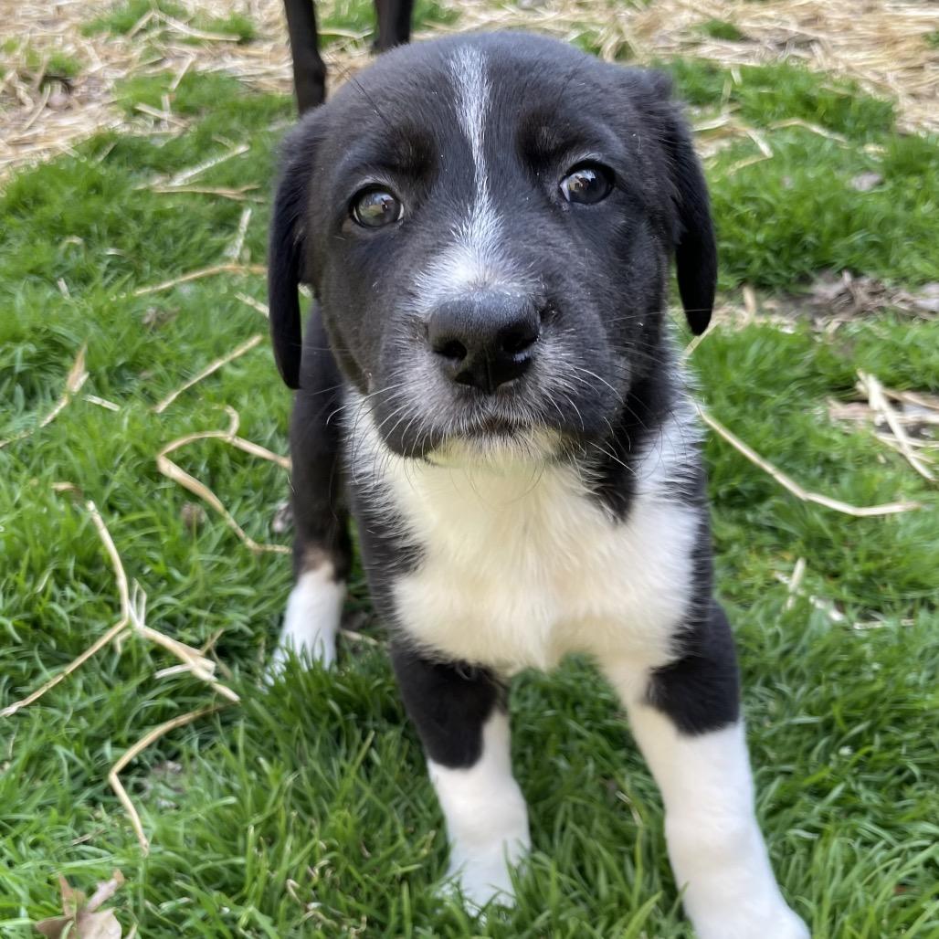 Enlarge Ilia, a Adoptable mixed breed in Jarrettsville, MD image 5/6