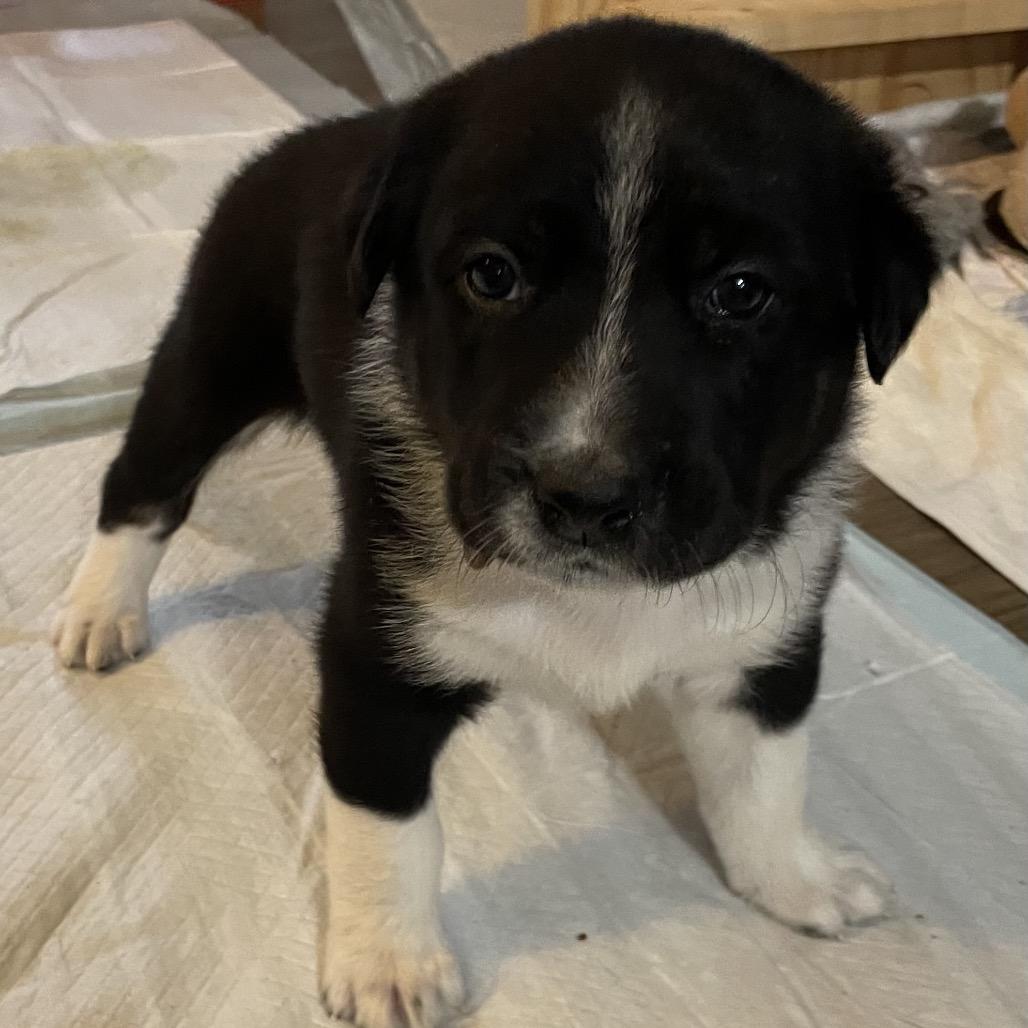 Enlarge Ilia, a Adoptable mixed breed in Jarrettsville, MD image 6/6