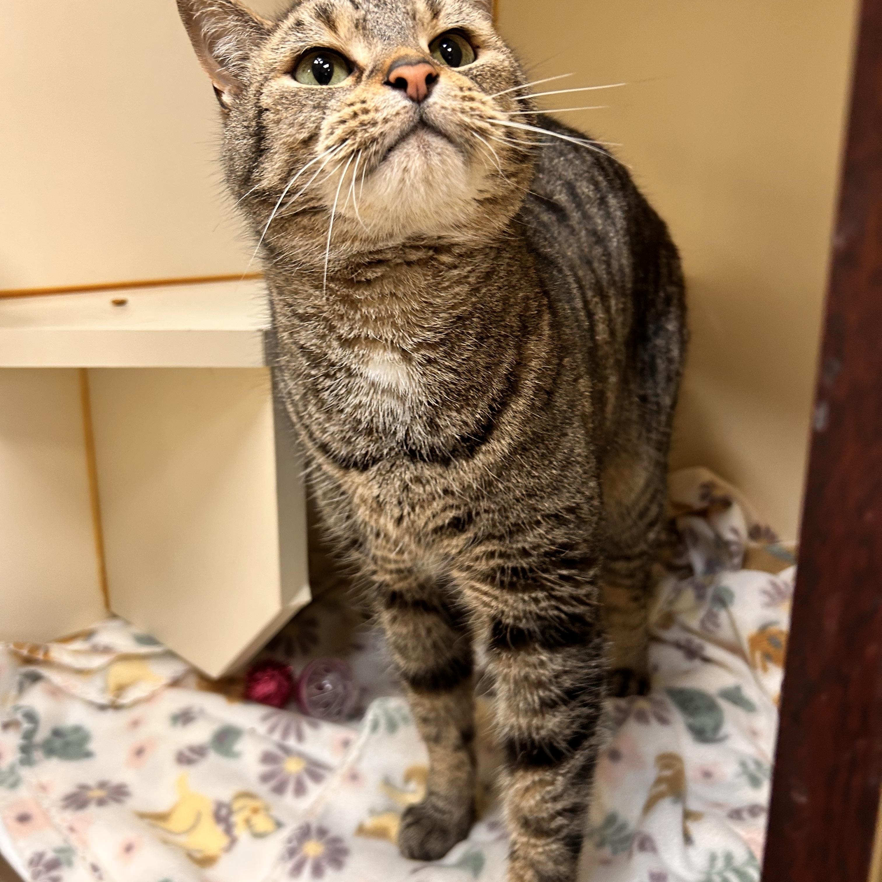 Enlarge Simba, an adopted Domestic Short Hair in Myerstown, PA image 2/2