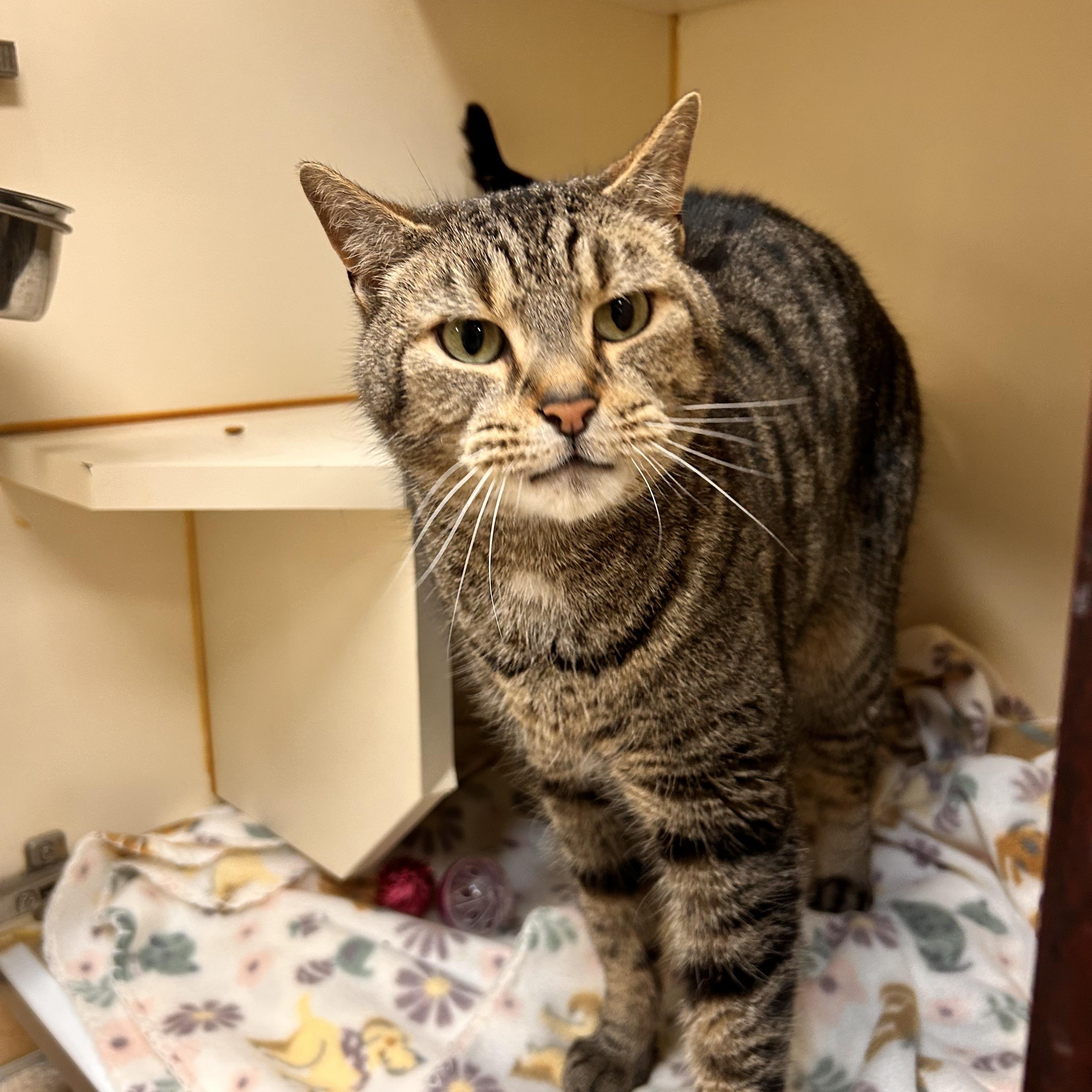 Enlarge Simba, an adopted Domestic Short Hair in Myerstown, PA image 1/2