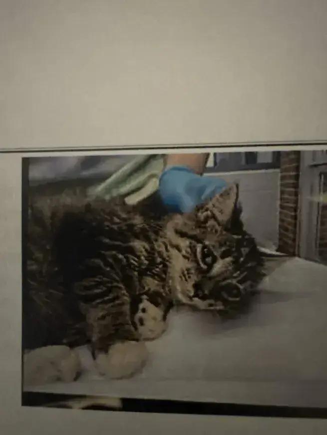 Ariel, Adoptable, Kitten Female Domestic Medium Hair.