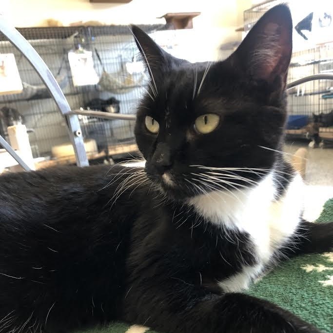 Mickey , ADOPTABLE, Adult Male Tuxedo.