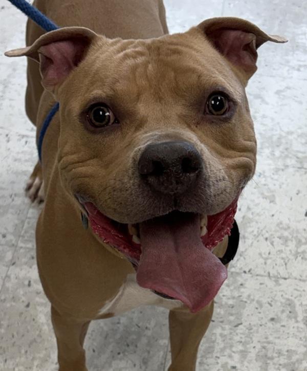 Enlarge Mac, a Adoptable mixed breed in Salt Lake City, UT image 1/1