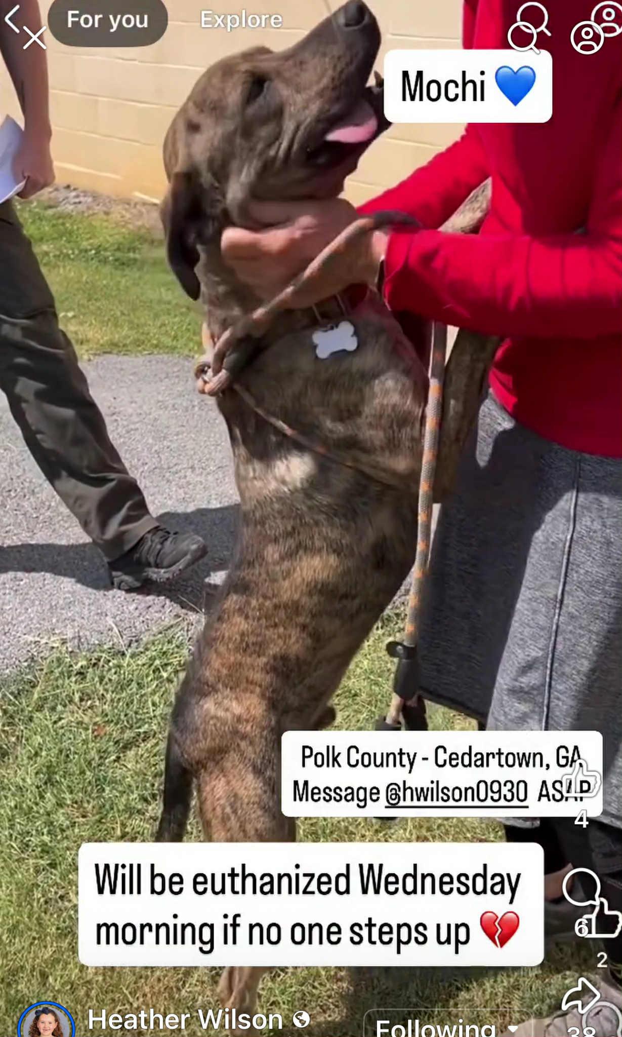 Mochi, Adoptable, Adult Male Mixed Breed.