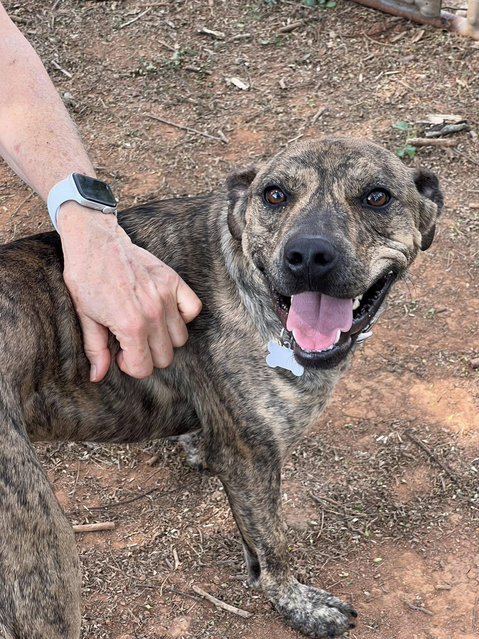 Enlarge Mochi, a Adoptable Mixed Breed in Fairfield, NJ image 2/6