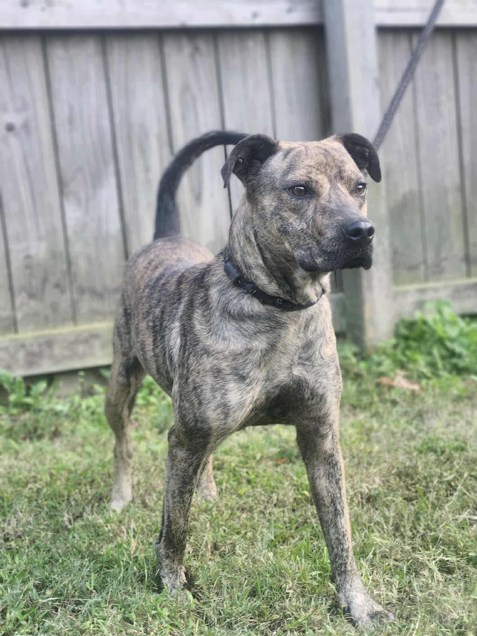 Enlarge Mochi, a Adoptable Mixed Breed in Fairfield, NJ image 4/6