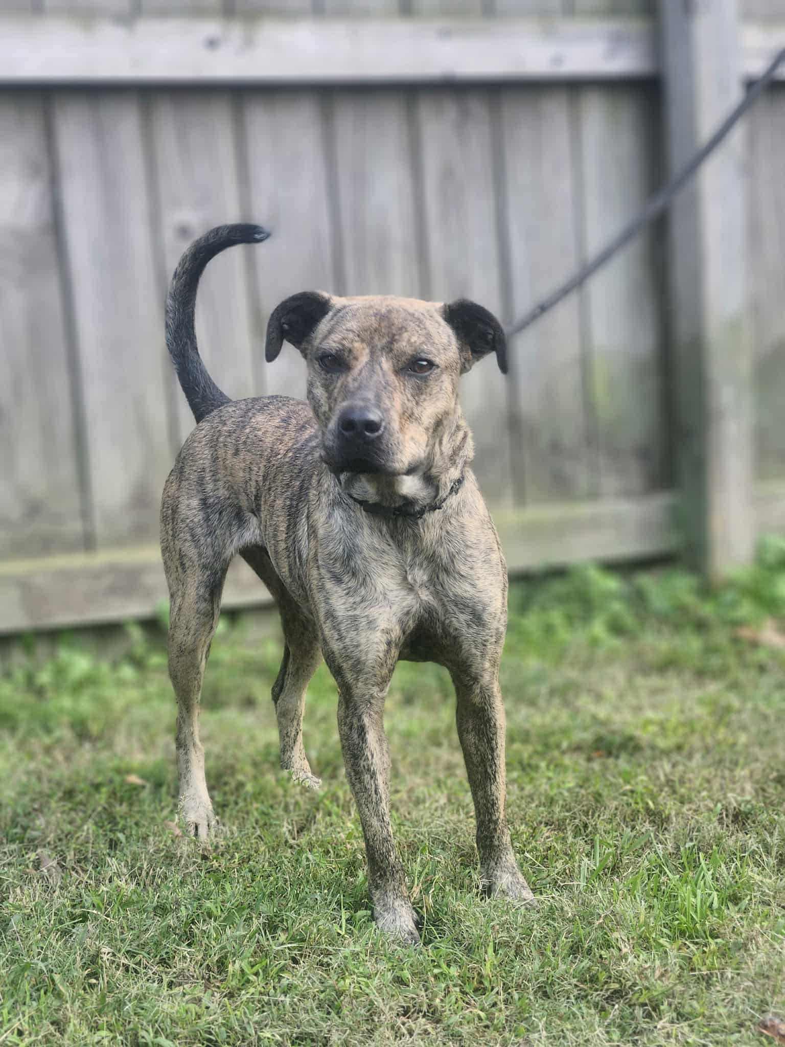 Enlarge Mochi, a Adoptable Mixed Breed in Fairfield, NJ image 5/6