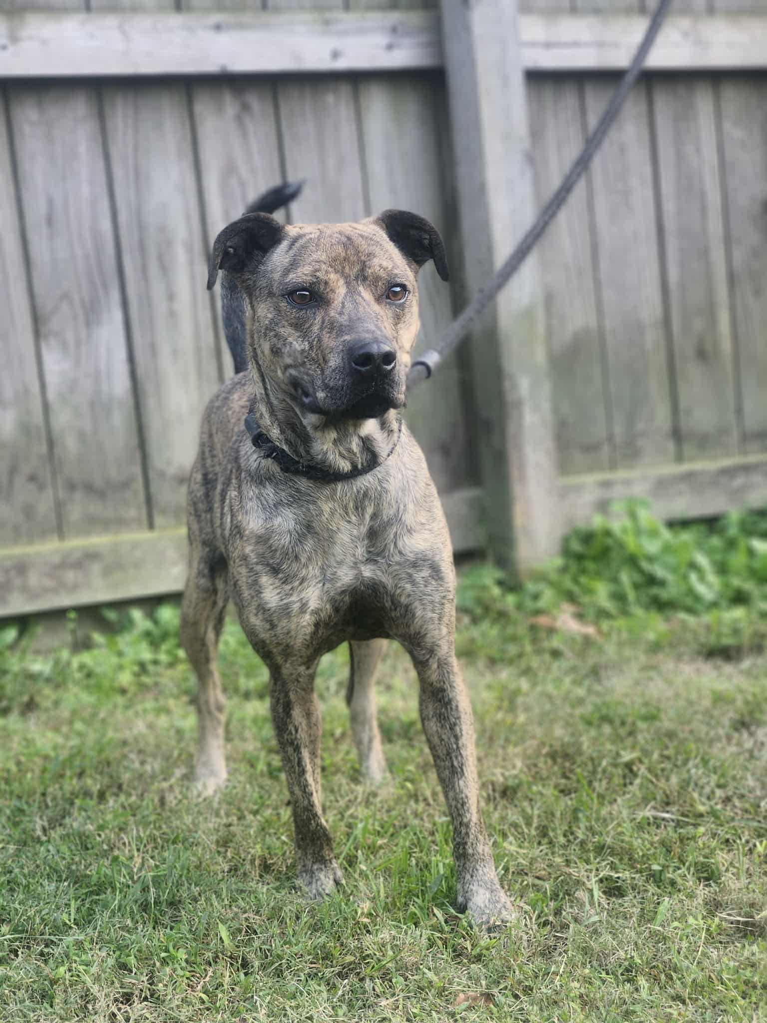 Enlarge Mochi, a Adoptable Mixed Breed in Fairfield, NJ image 6/6
