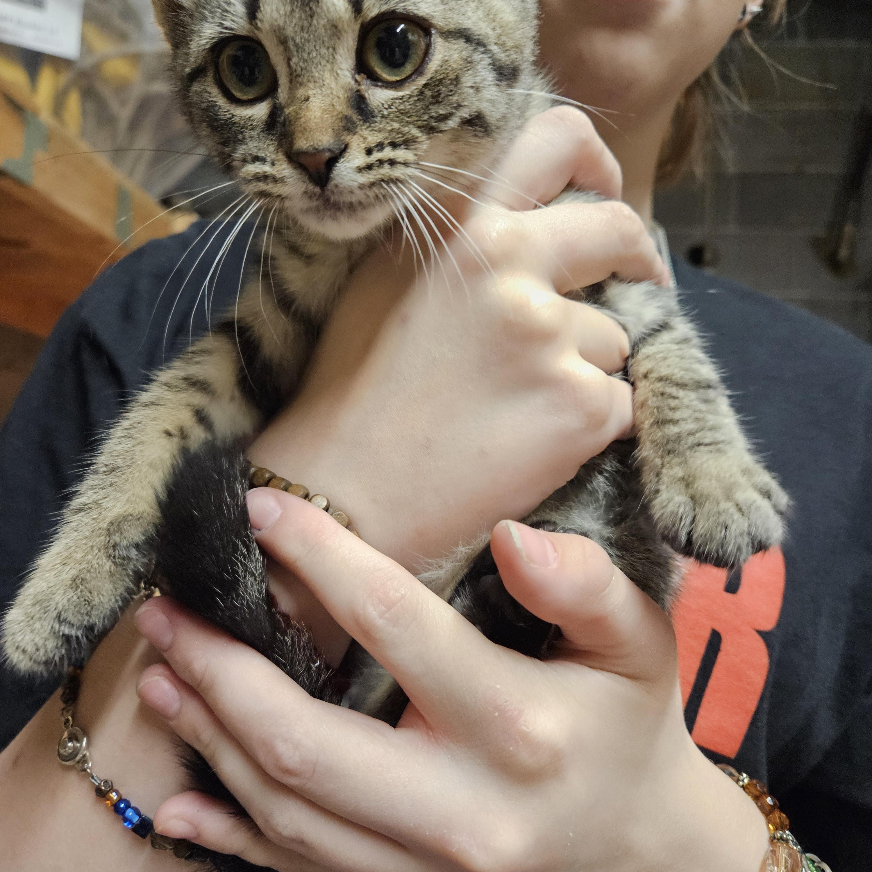 Oliver, Baby Male Domestic Medium Hair