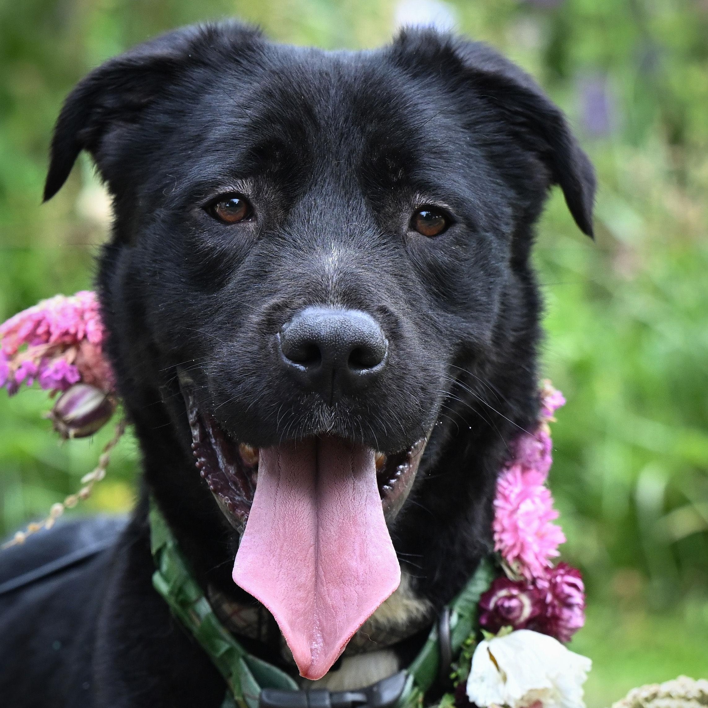 Cheddar, a Adoptable mixed breed in Ferndale, WA image 2/5