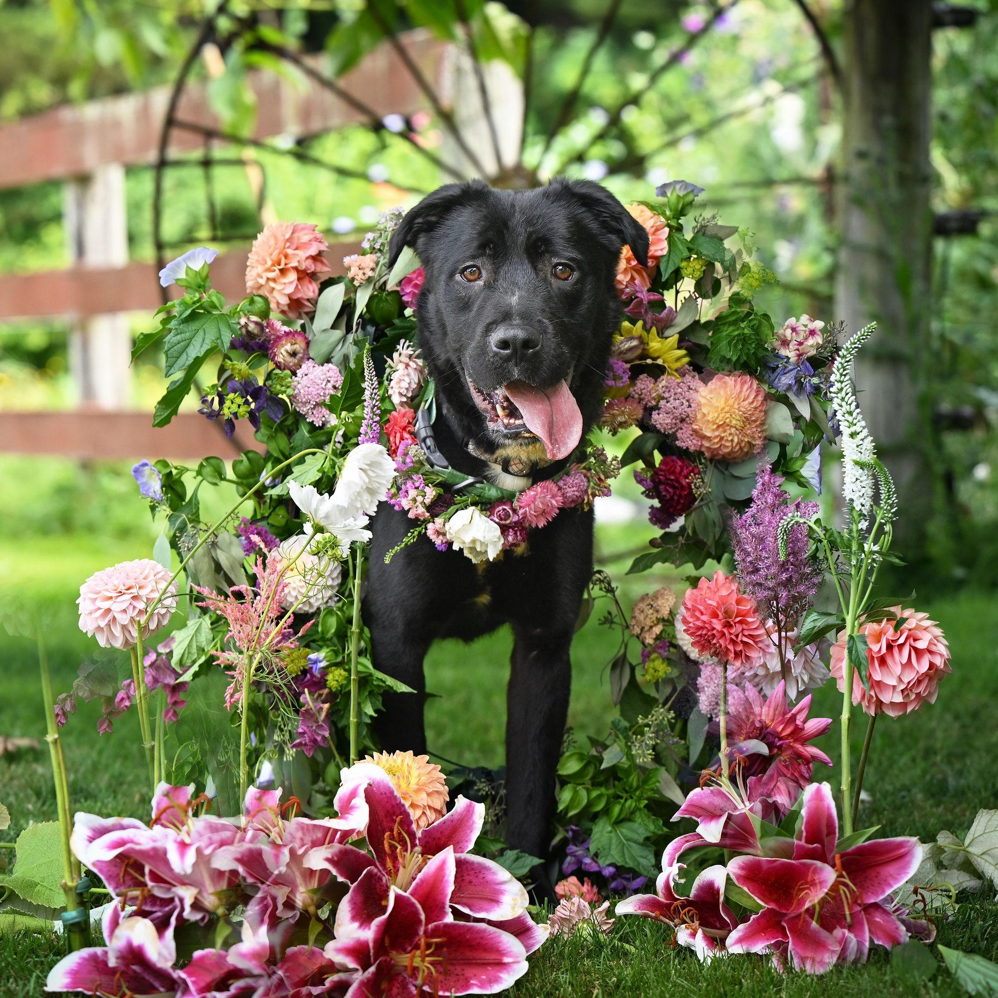 Cheddar, a Adoptable mixed breed in Ferndale, WA image 1/5