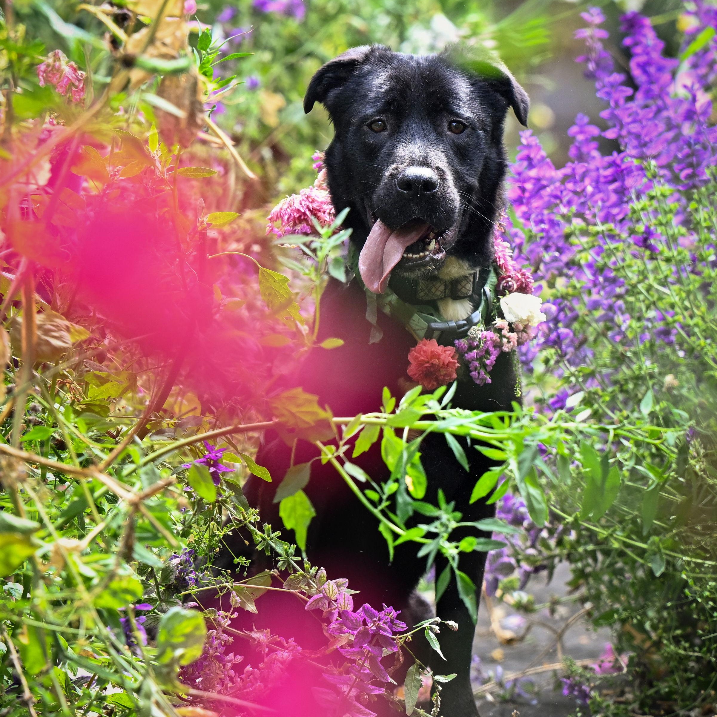 Cheddar, a Adoptable mixed breed in Ferndale, WA image 3/5