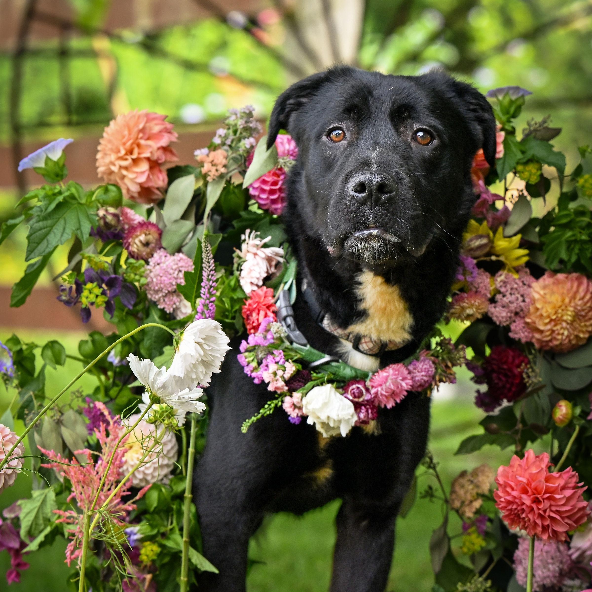 Cheddar, a Adoptable mixed breed in Ferndale, WA image 4/5