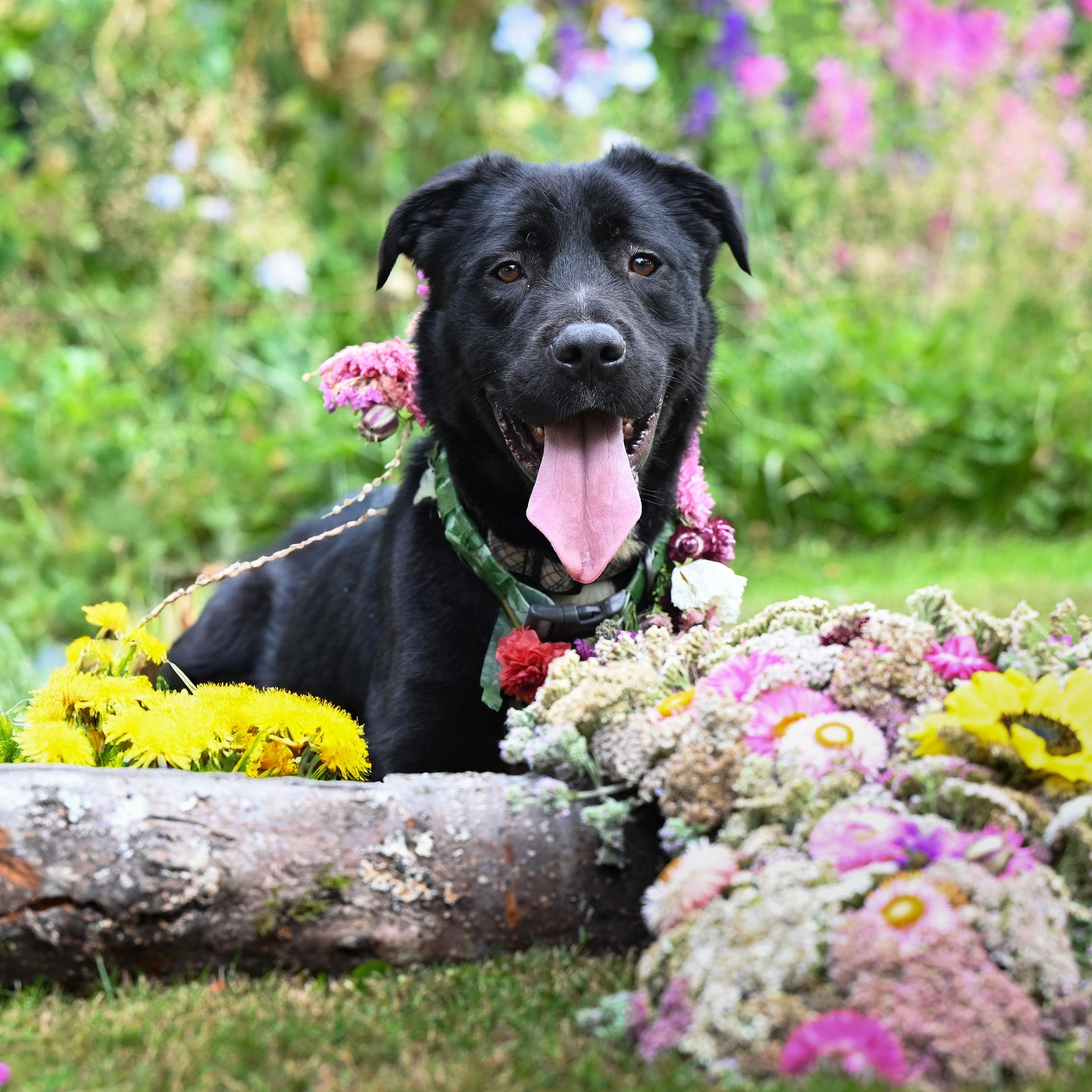 Cheddar, a Adoptable mixed breed in Ferndale, WA image 5/5
