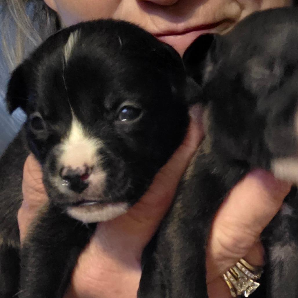 Button /girl 1, Adoptable, Puppy Female Chihuahua.