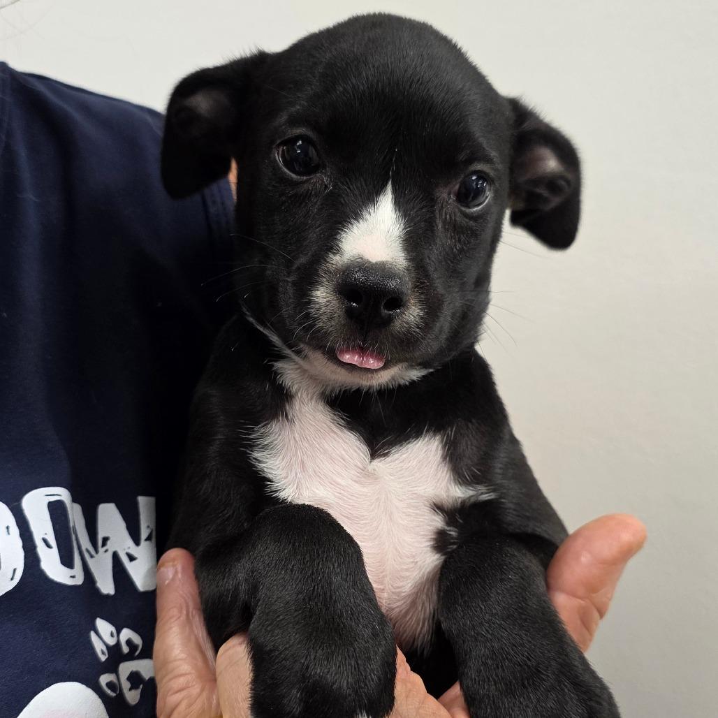 Enlarge Button /girl 1, a Adoptable Chihuahua in Goltry, OK image 2/6