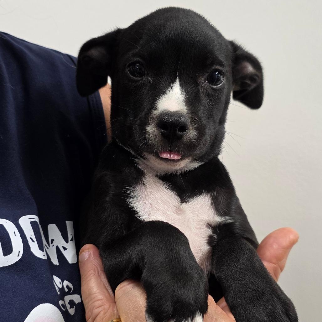 Enlarge Button /girl 1, a Adoptable Chihuahua in Goltry, OK image 5/6