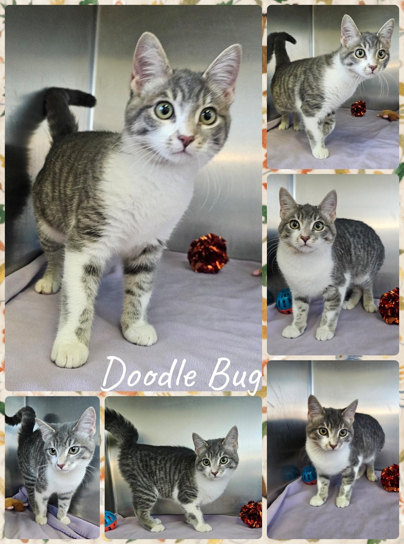 Doodle Bug, Adoptable, Young Female Domestic Short Hair.