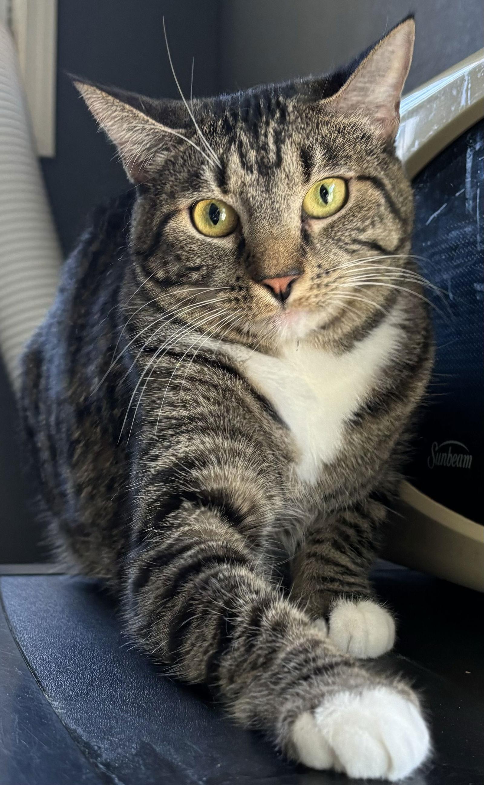 Southern Flame, Adoptable, Adult Female Domestic Short Hair & Tabby.