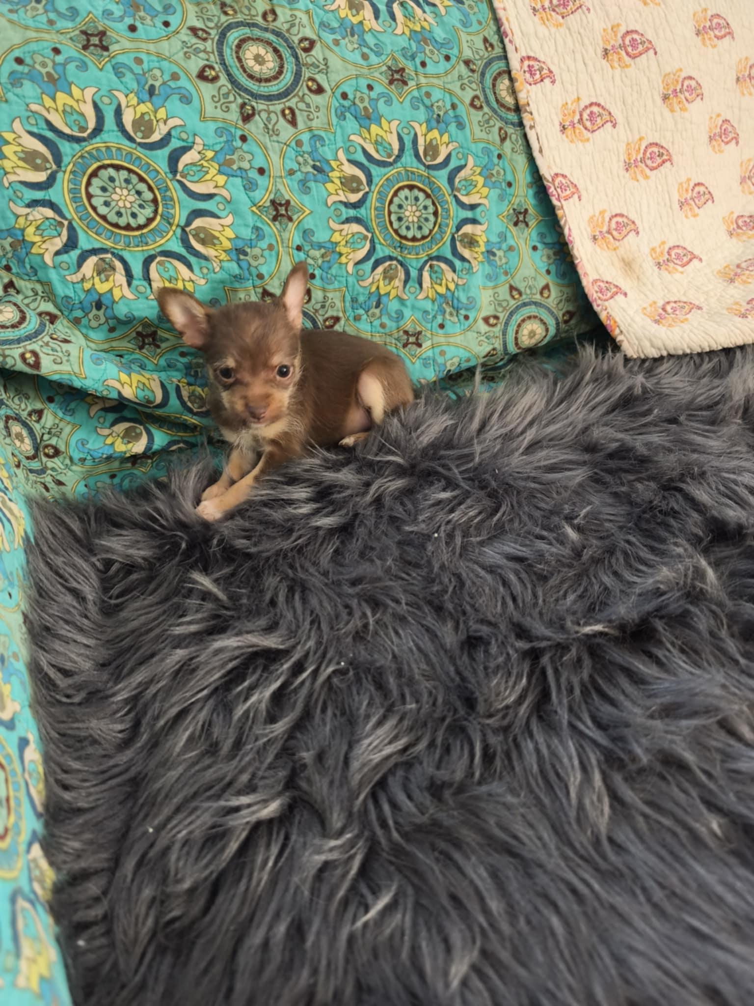 Enlarge Choco , an adopted mixed breed in Northlake, IL image 2/6