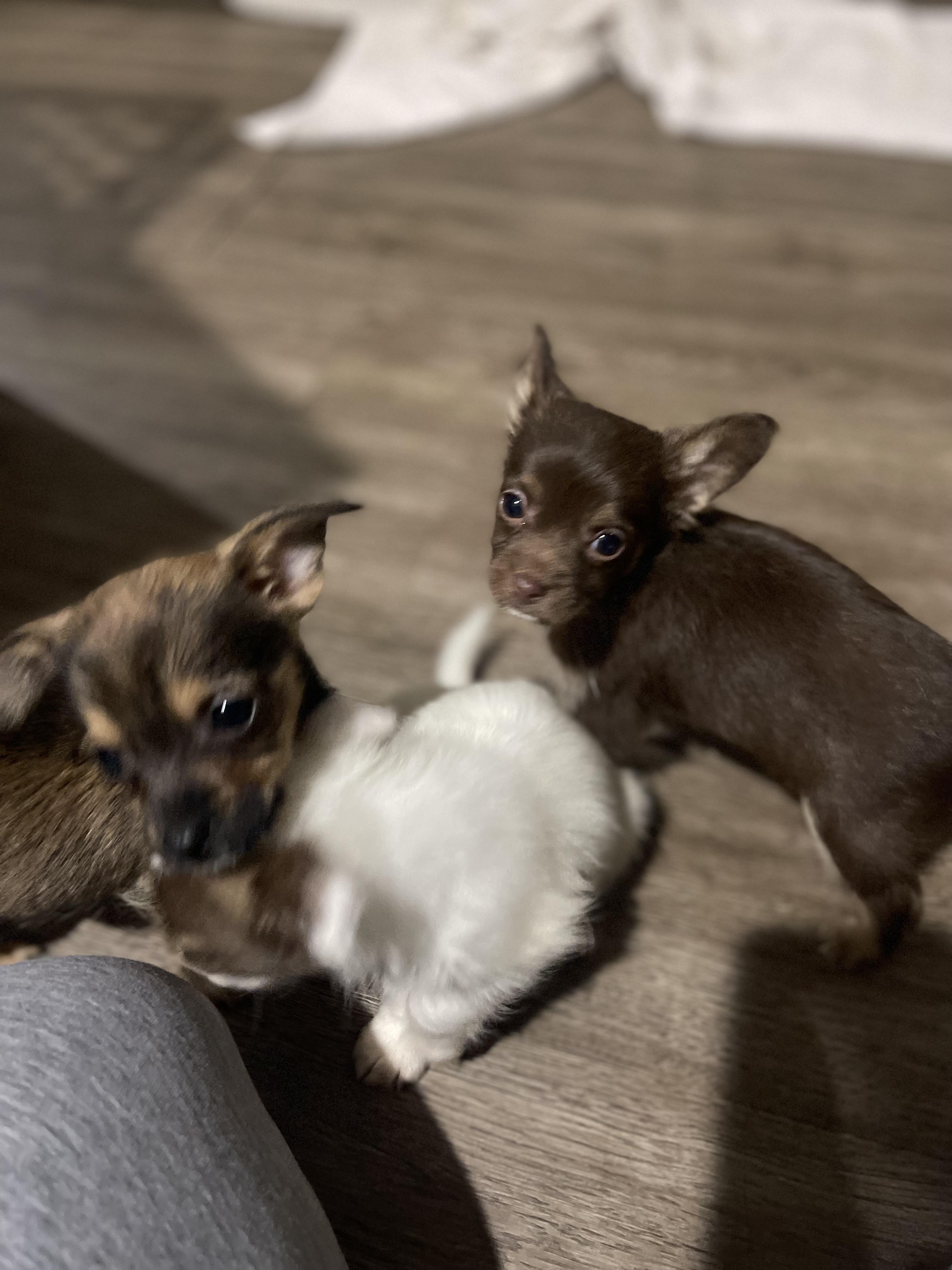 Enlarge Choco , an adopted mixed breed in Northlake, IL image 4/6