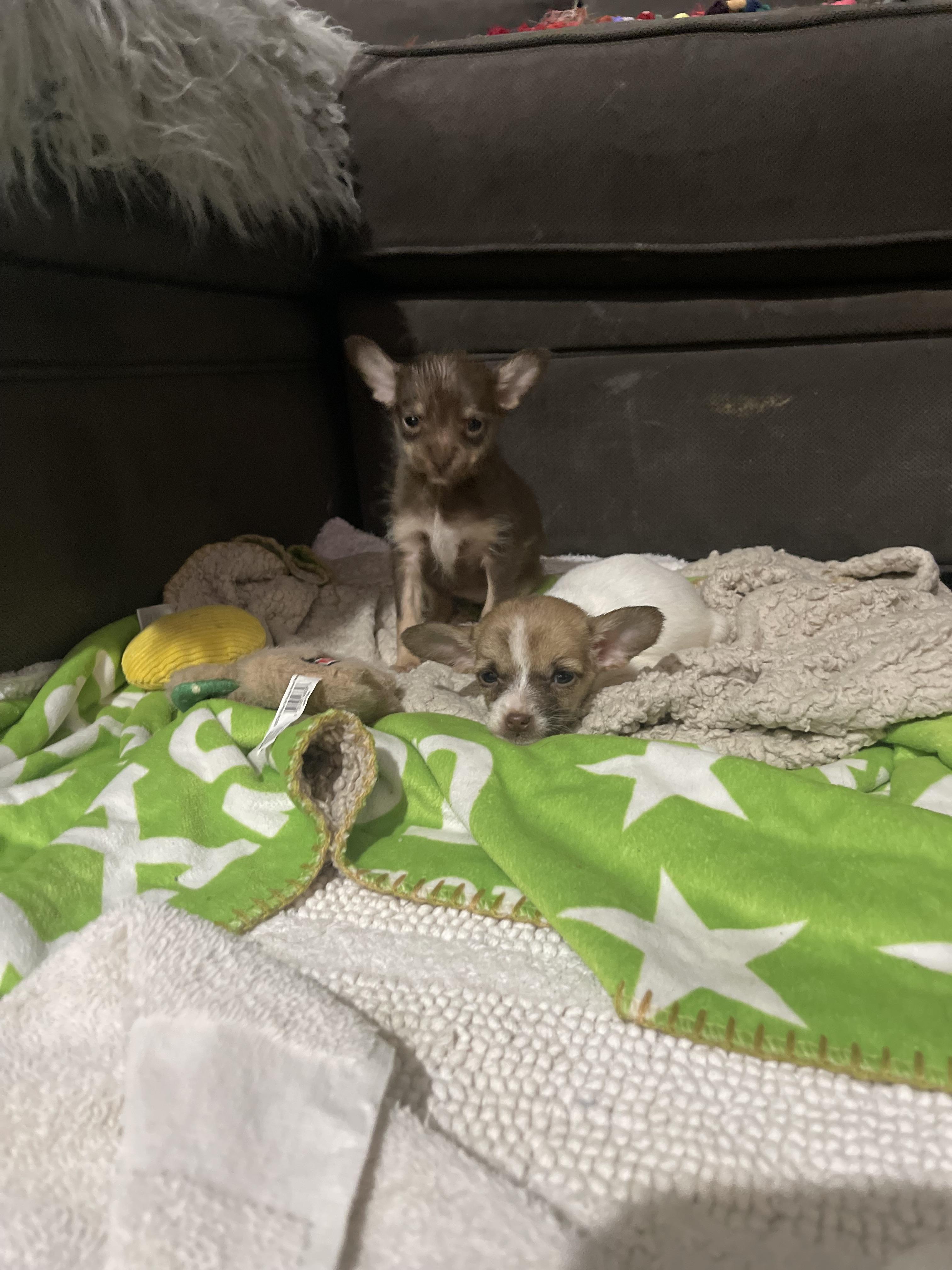 Enlarge Choco , an adopted mixed breed in Northlake, IL image 6/6