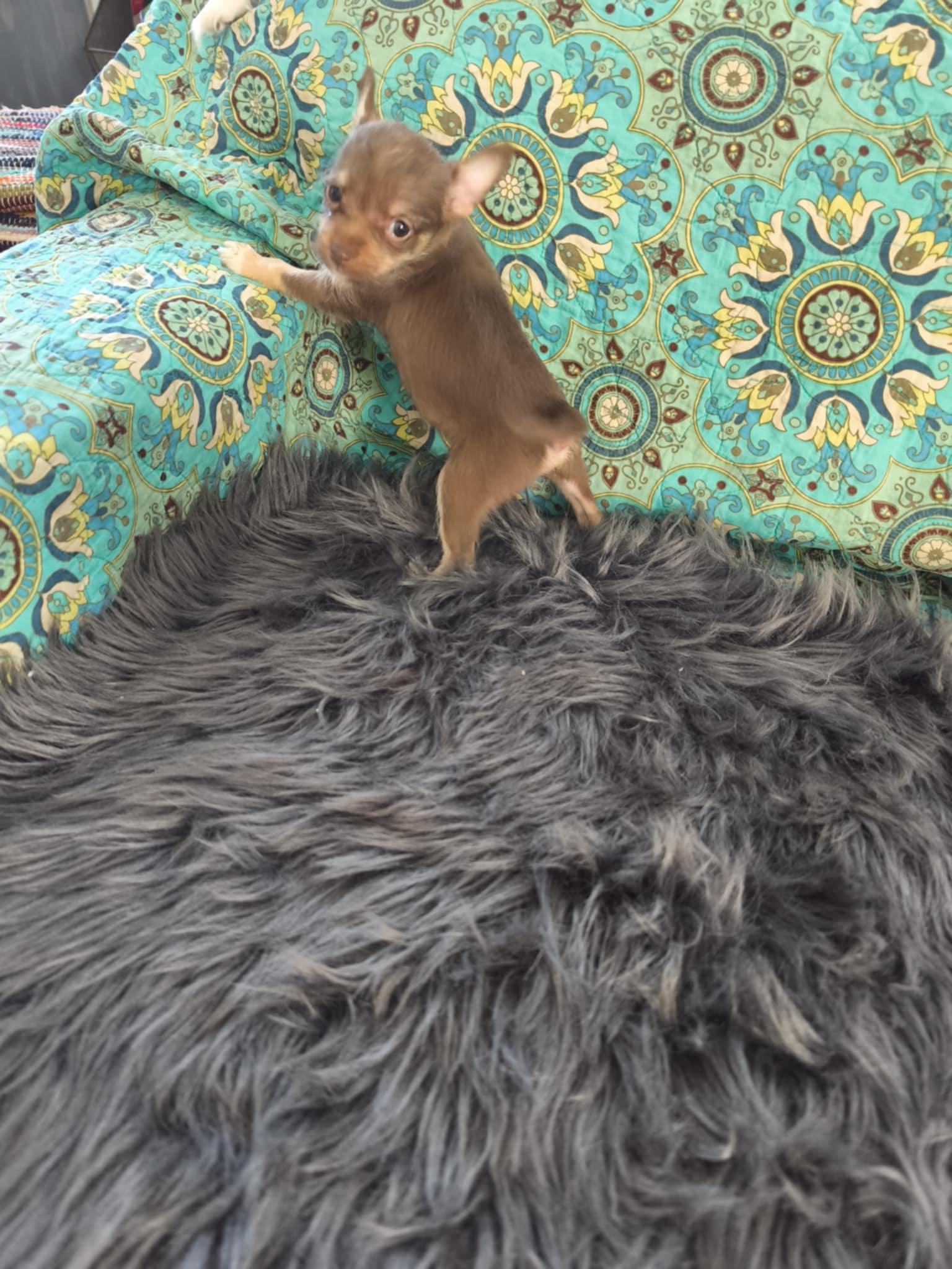 Enlarge Choco , an adopted mixed breed in Northlake, IL image 3/6