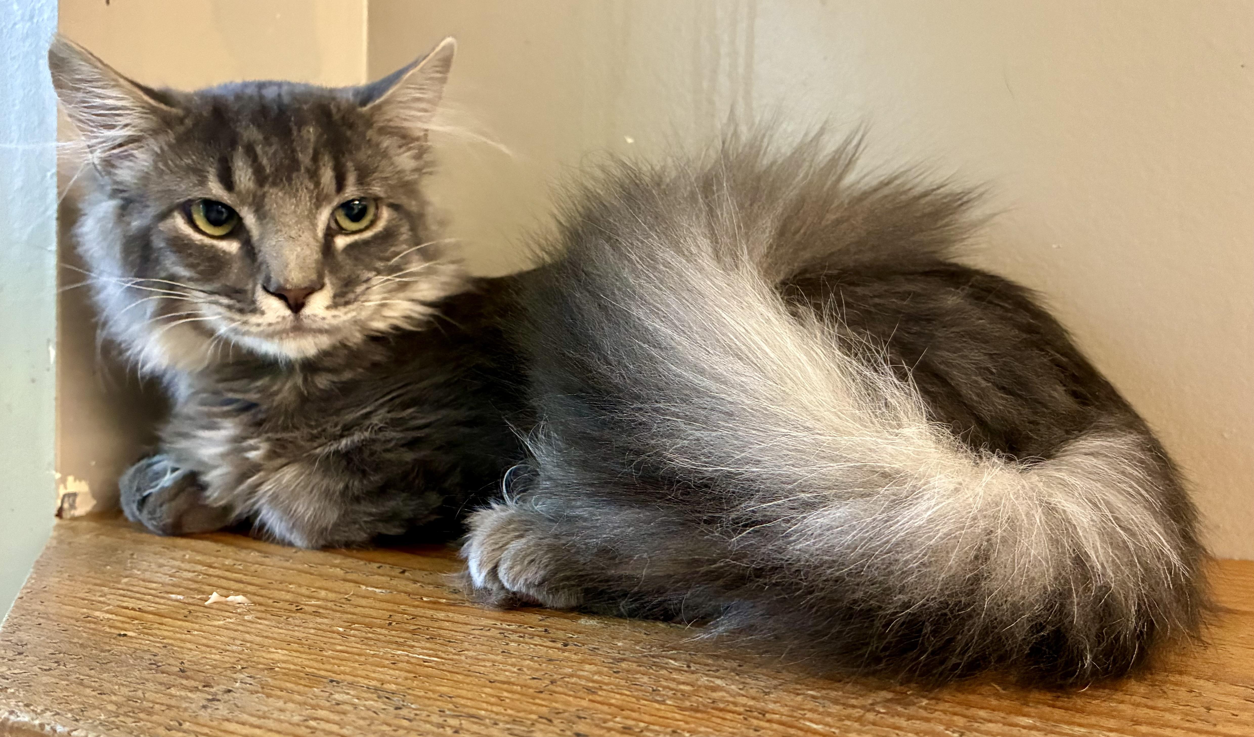 SHADOW, an adopted Domestic Long Hair in Louisa, KY image 3/4