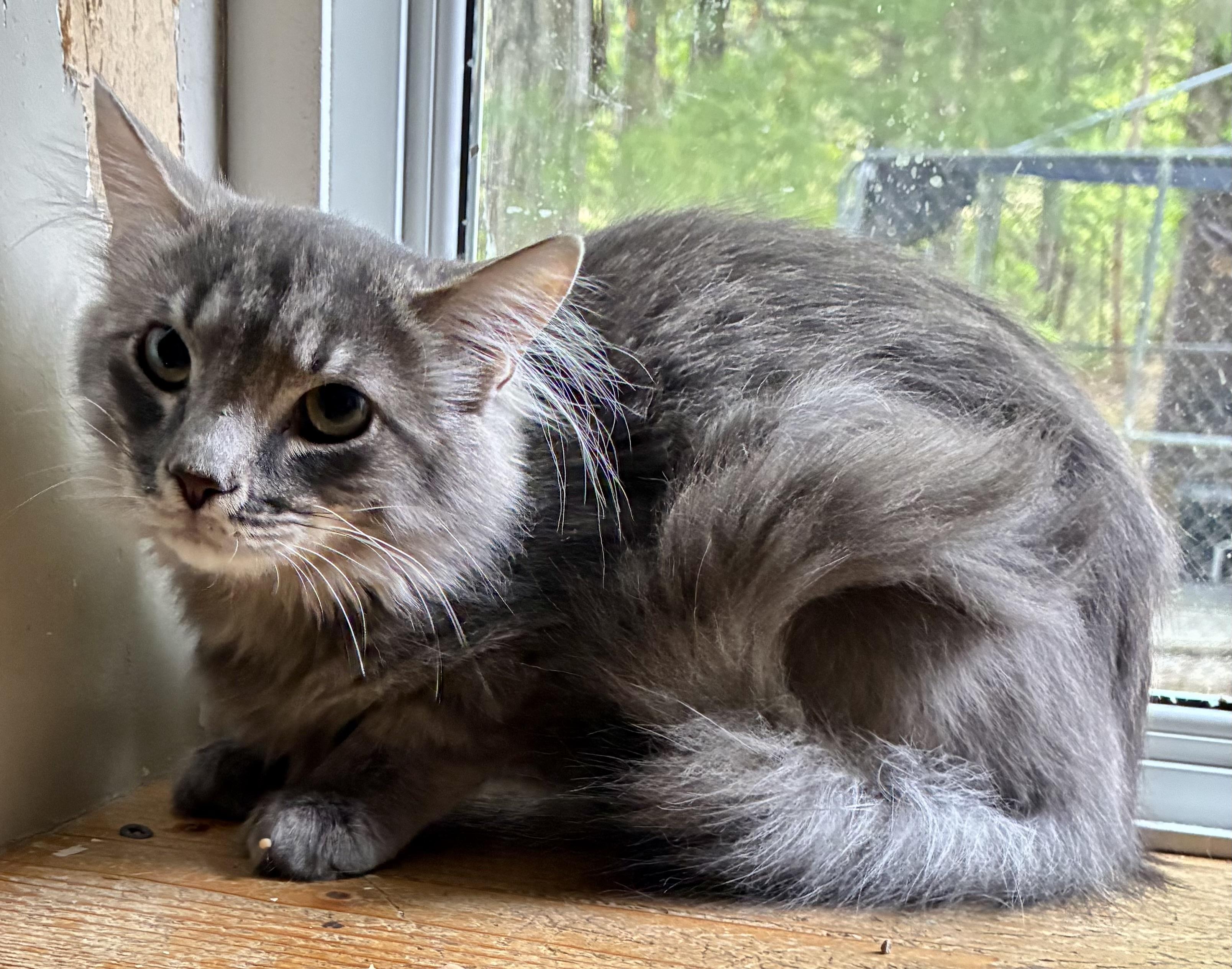 SHADOW, an adopted Domestic Long Hair in Louisa, KY image 4/4