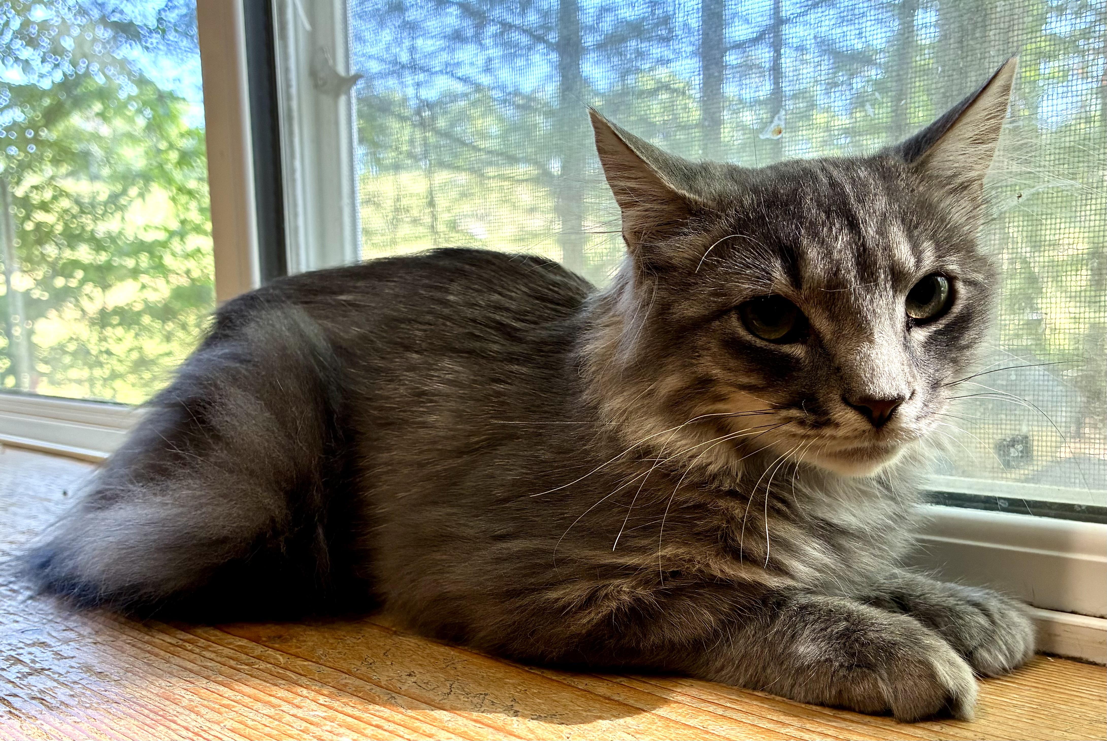 SHADOW, adopted, Kitten Male Domestic Long Hair.