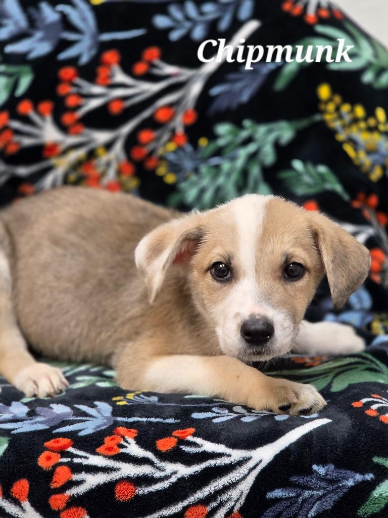 Chipmunk, Adoptable, Puppy Male Australian Shepherd & Australian Cattle Dog / Blue Heeler.