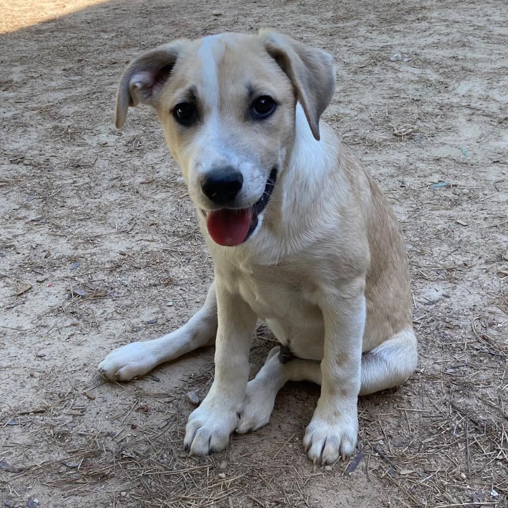 Enlarge Chipmunk, a Adoptable mixed breed in Clinton, SC image 2/2