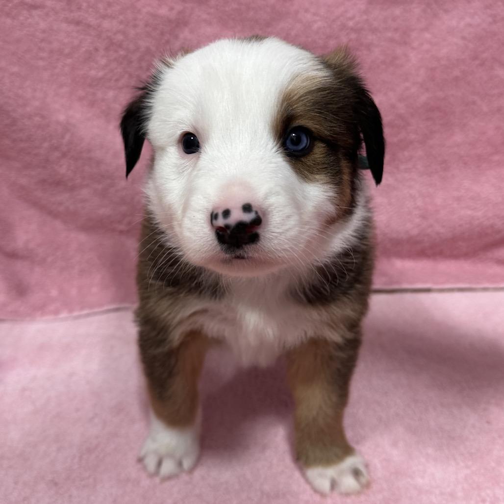 Enlarge Ram, a Adoptable mixed breed in Puslinch, ON image 1/6