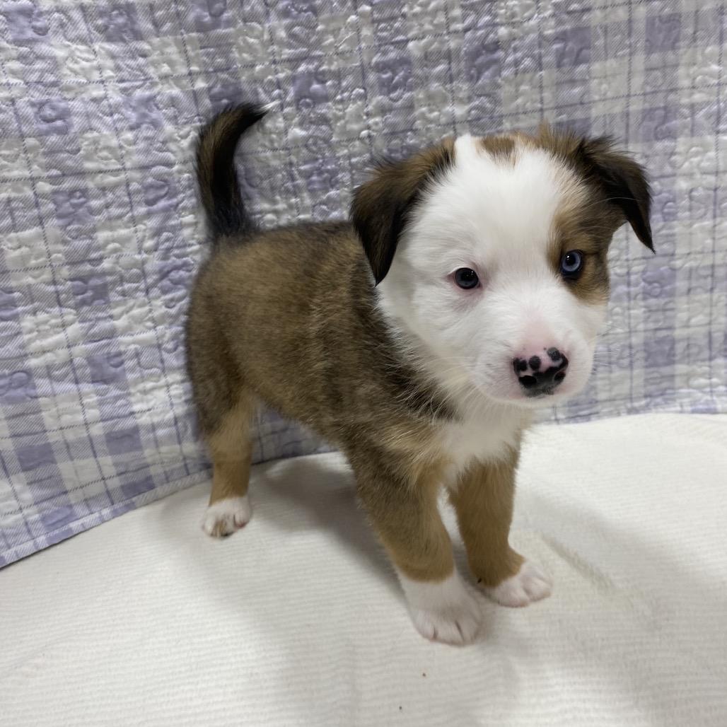 Enlarge Ram, a Adoptable mixed breed in Puslinch, ON image 2/6